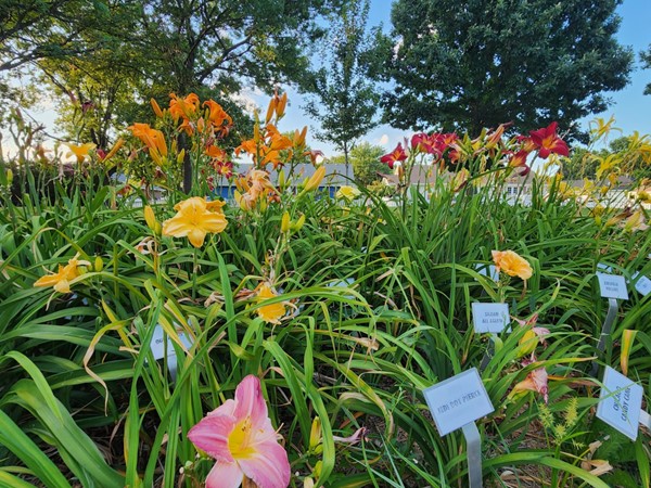 Take a peaceful walk at the C of E Park and see this beautiful daylily garden 
