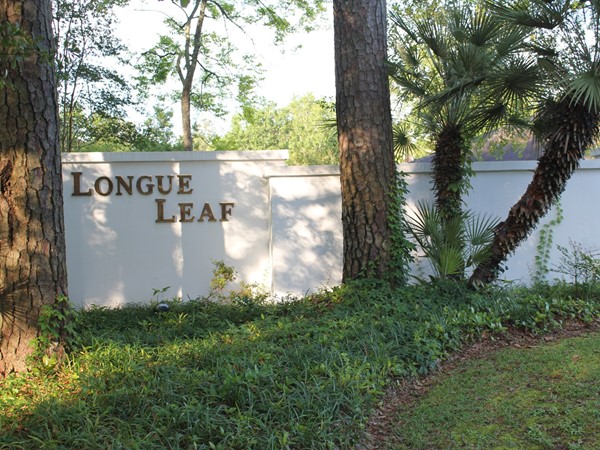 Welcome to Longue Leaf