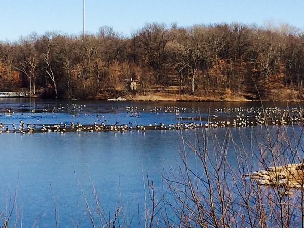 The geese are enjoying this warm winter day at Lake Remembrance