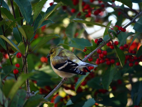 Christmas dinner guest - goldfinch in holly tree
