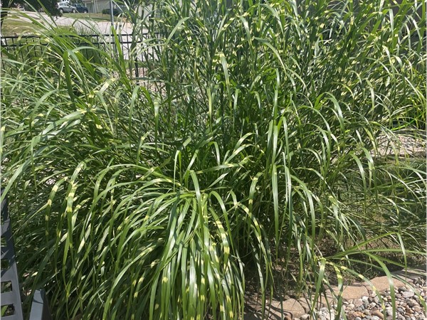 Our silly Zebra grasses got way out of control. Remove them or keep them? That is the question!
