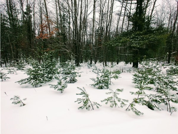 Head to Traverse City State Forest land on snowshoes to visit this natural pine tree nursery