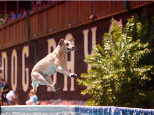 Canine Cannonball Coming June 8th! Come check out all the fun
