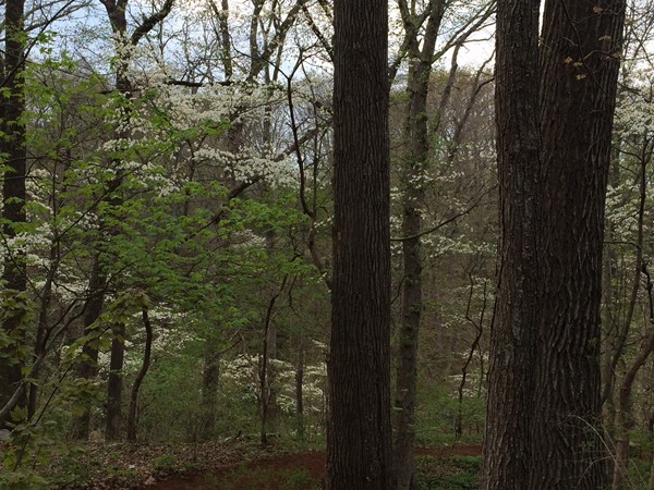 Dogwoods in full bloom!  Spring has sprung on the Crystal Bridges trails