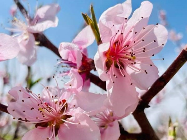 Peach trees are in bloom - I love this time of year in Missouri