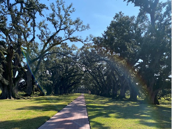 Take a guided tour at Oak Alley Plantation and then take in the beautiful gardens