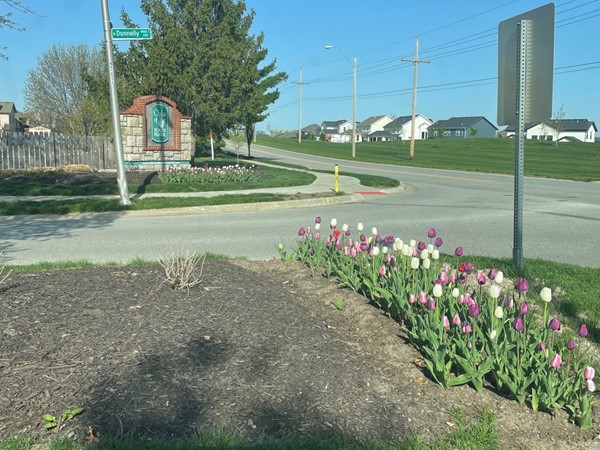Beautiful tulips outside of Northbrook Subdivision