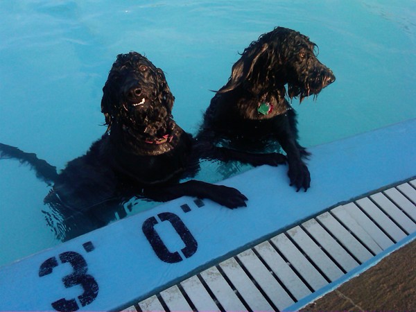 End of the summer doggy dip at Flora Pool. Pups love it and it is a lot of fun!