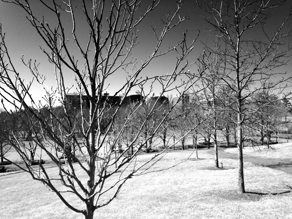 Beautiful early spring walking paths - front lawn of the Nelson Atkins Museum of Art 