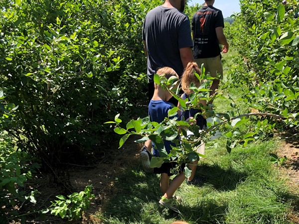 Huge blueberries for the picking at Reenders Blueberry Farm. All ages can join in the fun