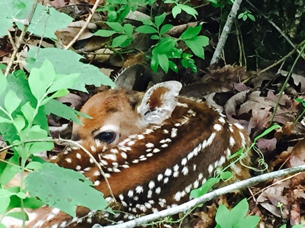 A baby fawn waiting for his Momma to come back to get him