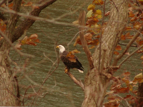 Majestic bald eagle looking over Riss Lake.