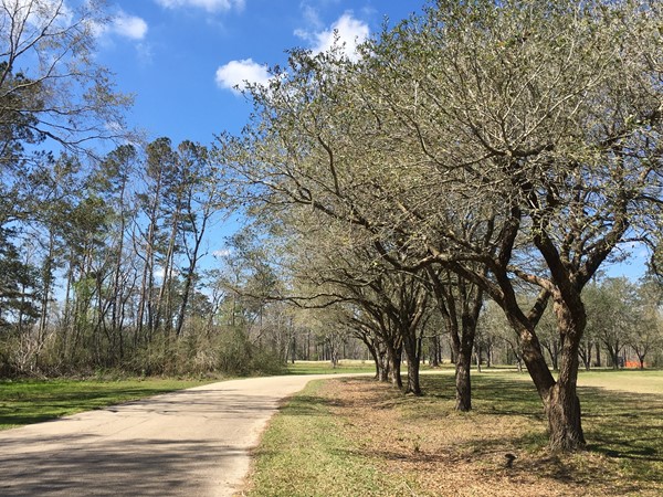 Tree-lined road in Carter Plantation