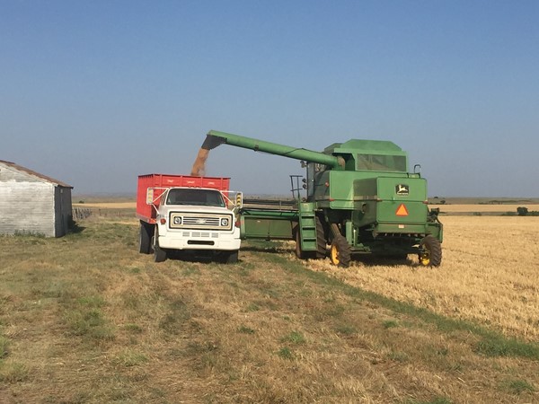 Wheat harvest near Clinton