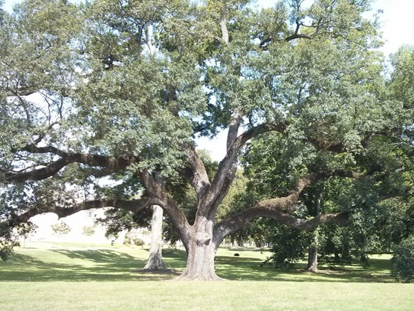 Stunning common area live oak trees in The Settlement at Willow Grove