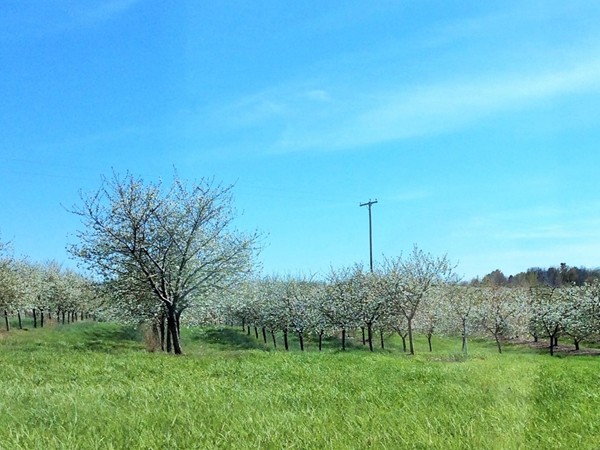 Spring view of one of the many fruit orchards in the Sister Lakes Area