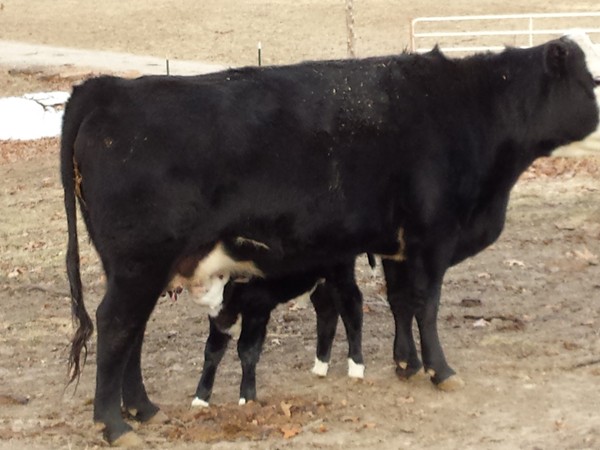 Angus cow with new calf