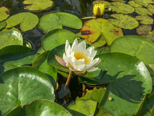 Serene lotus flower in bloom at the Cedar Valley Arboretum