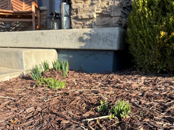 Spring is finally doing its thing! Love seeing neighbors out and flowers coming up! 