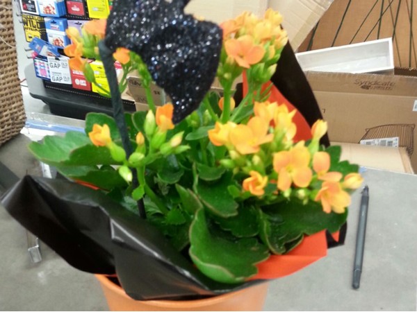 Fall flowers delivered for $20.00 from Hyvee
