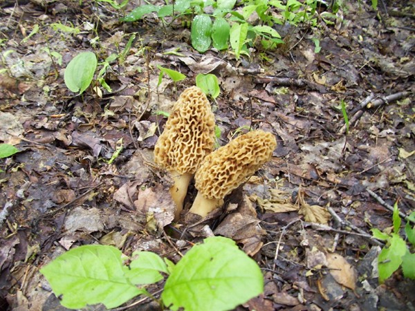I know there is thick blanket of snow on the ground but in just two months we can hunt for Morels!