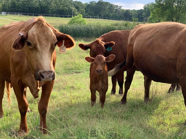 A day in the life of a calf, his momma, and friends 
