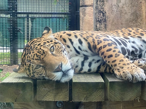One of the gorgeous big cats at the Audubon Zoo