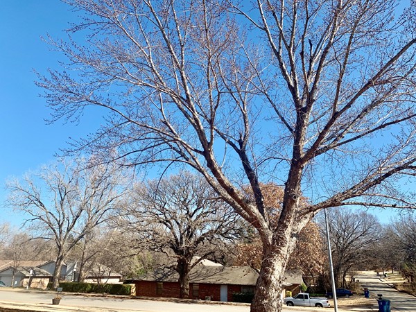 Mature trees in the neighborhood