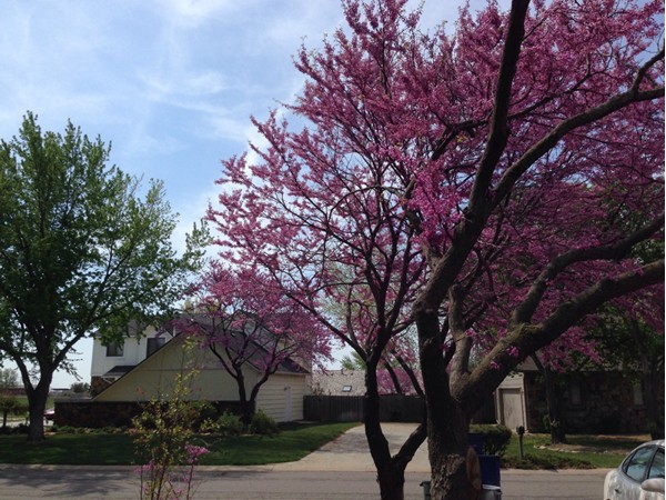 The vivid color of the red bud tree is incredible