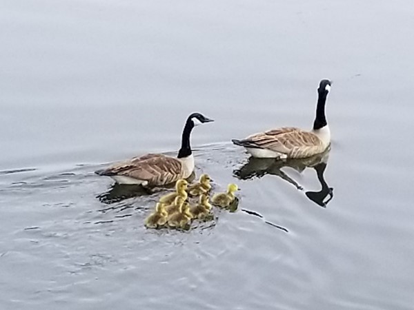 Proud Betsie Lake parents with their goslings
