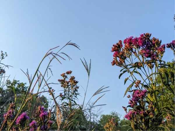 Native Big Bluestem and Ironweed stand tall against the blue summer sky