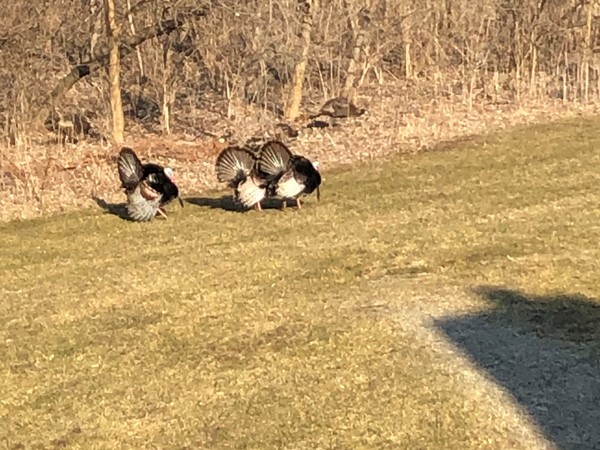 Turkeys out for a stroll 