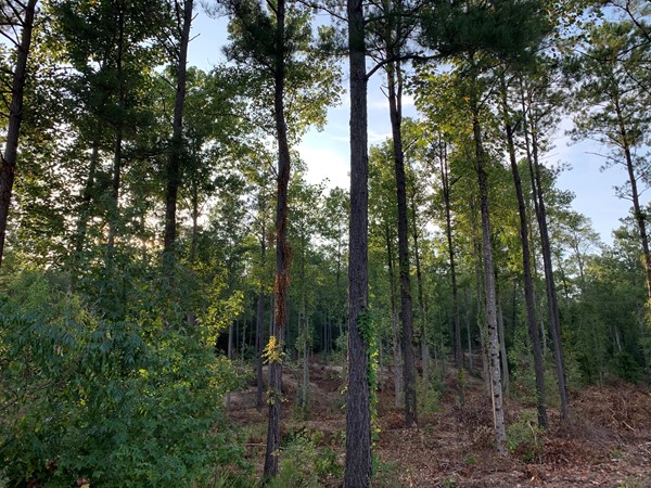 Quiet wooded lot! You can build your dream home here