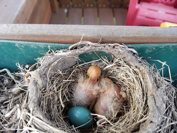 Baby Robins hatching on a swing set in Ward Park Place subdivision. A peaceful place to live