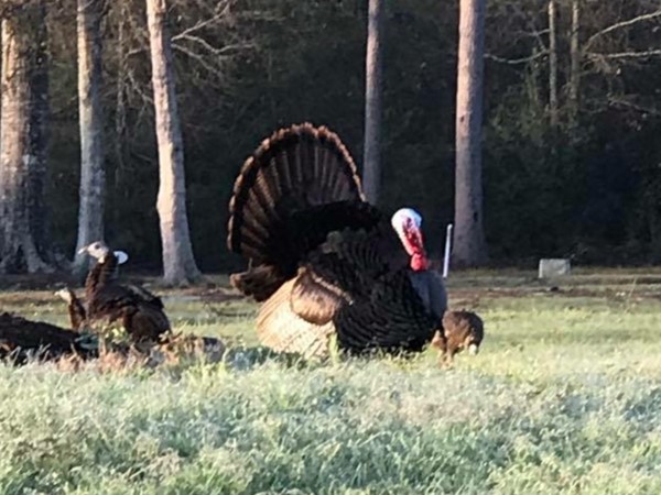 Wild turkeys exploring the Carter Plantation neighborhood in Baton Rouge 