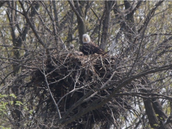 Bald Eagles are back and so is spring