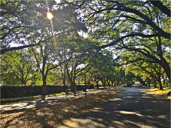 Beautiful tree lined streets add to the charm of the neighborhood
