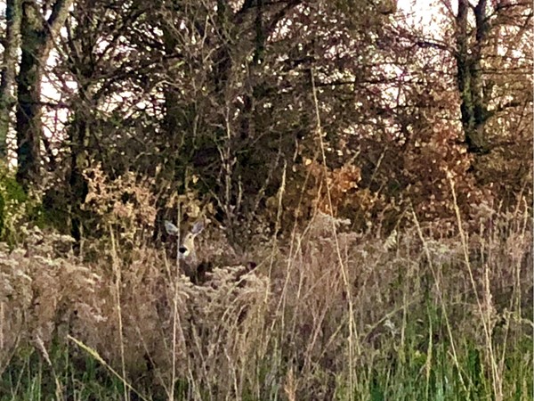 Can you spot the deer in this photo?