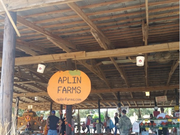 Aplin Farms has a Pumpkin patch, hay rides, corn maze, and Sunflower fields
