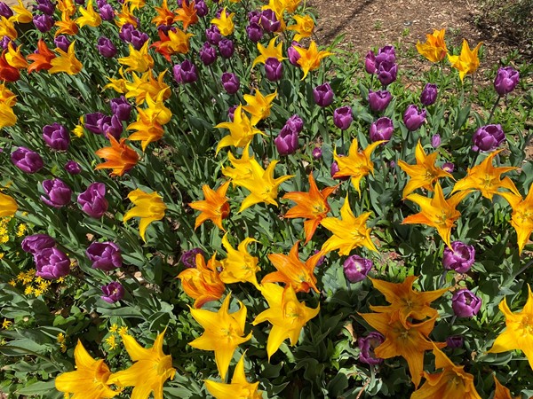 Tulip time at Myriad Botanical Gardens