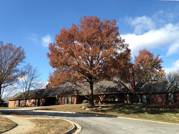 Large oak trees around a home in Alvamar Heights 