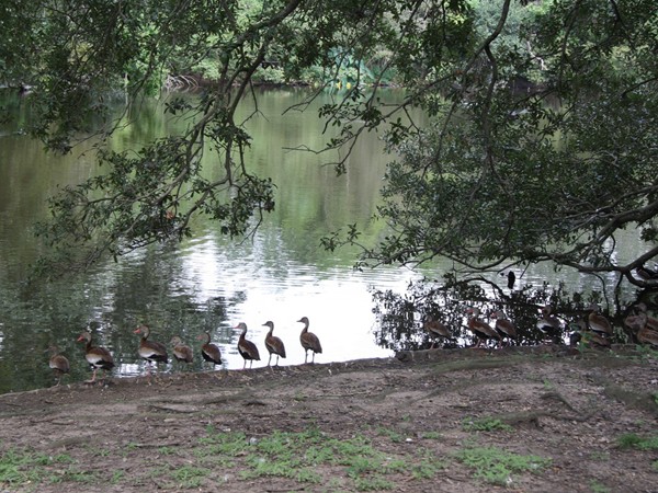 Well organized water fowl in Audubon Park Bayou