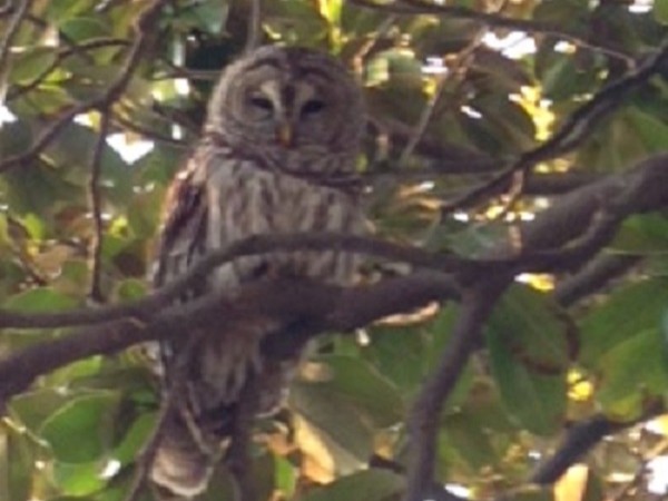 Beautiful owl in University Heights neighborhood!