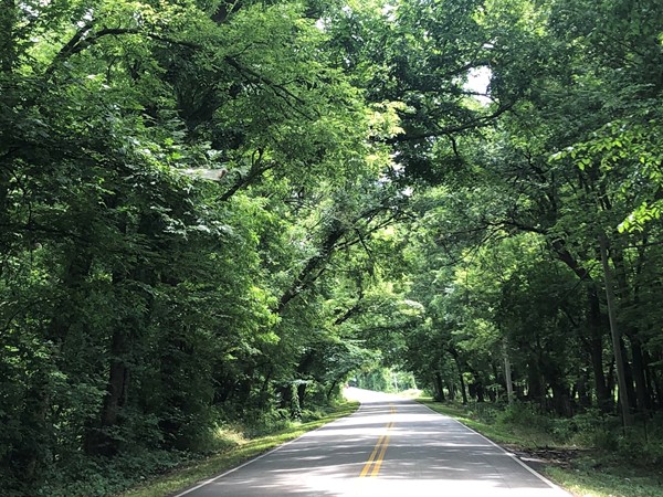 Beautiful tree covered road outside of Bartlesville 