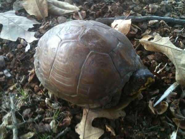 Turtle's are out and about!  It's that time of year at beautiful Lake of the Ozarks