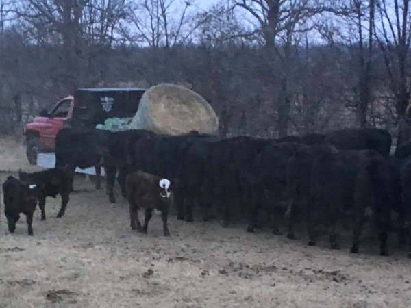 Cattle feeding time in Eastern Oklahoma