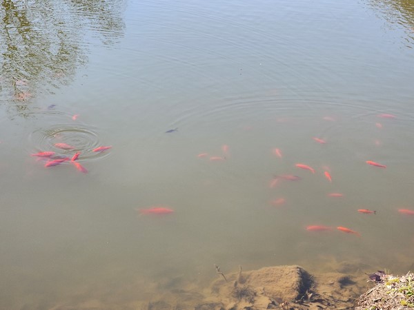 Fish in the lake at C of E Park 