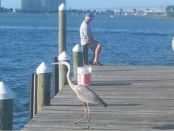Early morning fishing in Orange Beach is the best....  just ask the heron  