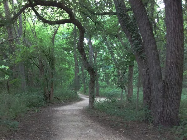 The trail around Anneberg Park cuts its way through little patches of trees here and there