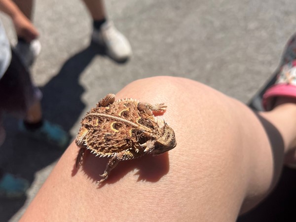 Cool find today! The elusive horned toad native to this area. Subject was released after photo! 